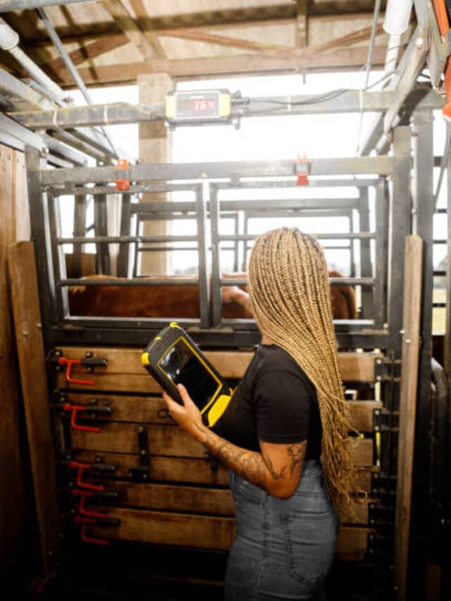 cattle being weighed