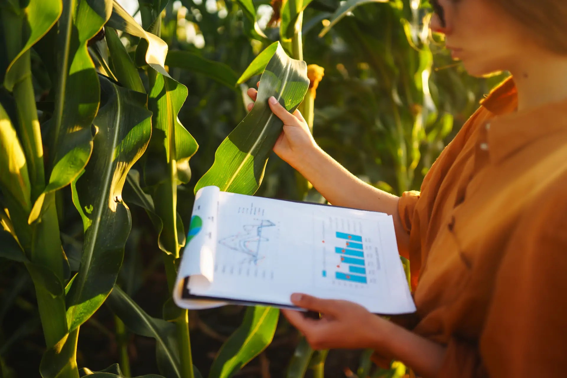 Como usar dados de produção agrícola para orientar campanhas B2B